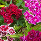 Dianthus barbatus 'Mischung' - Bartnelke