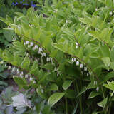 Polygonatum falcatum 'Variegatum' - Salomonssiegel