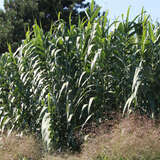 Arundo donax - Pfahlrohr