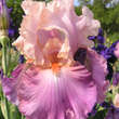 Iris germanica 'Sweet Musette': Bild 1/1