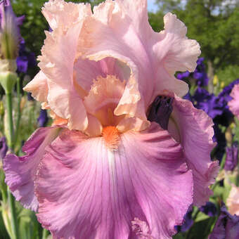 Iris germanica 'Sweet Musette'