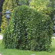 Morus alba 'Pendula': Bild 1/6
