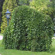 Morus alba 'Pendula': Bild 1/5