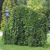 Morus alba 'Pendula' - Hänge-Maulbeerbaum