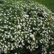 Aster ageratoides 'Harry Schmidt': Bild 4/4