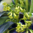 Daphne laureola: Bild 1/1