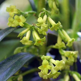 Daphne laureola