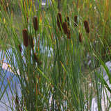 Typha angustifolia - Schmalblättriger Rohrkolben