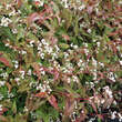 Persicaria microceph. 'Red Dragon': Bild 2/5