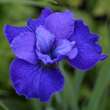 Iris sibirica 'Harpswell Halleluja': Bild 1/2