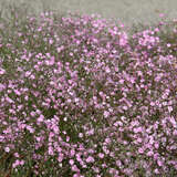 Gypsophila paniculata 'Flamingo' - Schleierkraut