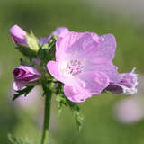 Malva moschata 'Rosea' - Malve