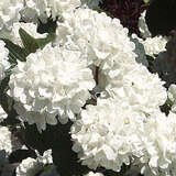 Viburnum plicatum - 40-Tage-Schneeball