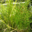 Carex davalliana: Bild 1/2