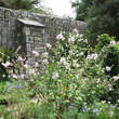 Lavatera 'Baby Barnsley': Bild 1/1