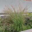 Sporobolus wrightii: Bild 1/2