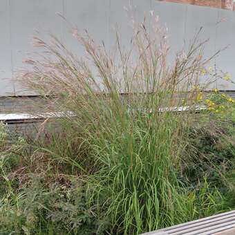 Sporobolus wrightii
