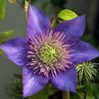 Clematis 'Multi Blue': Bild 2/7