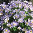 Aster dumosus 'Palecek': Bild 2/3