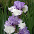Iris germanica 'Established Powers': Bild 2/3