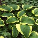 Hosta 'Yellow River' - Funkie, Herzlilie