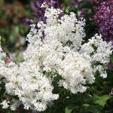 Syringa josiflexa 'Agnes Smith' - Juniflieder