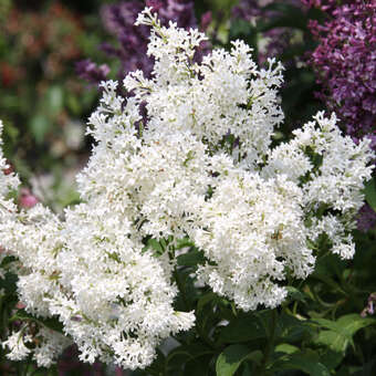 Syringa josiflexa 'Agnes Smith'