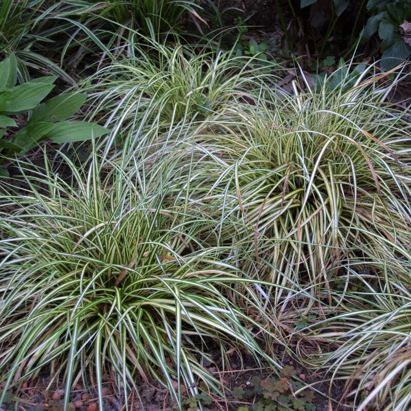 yucca recurvifolia variegata Yucca recurvifolia variegata / ↨ +/- 40 cm(Beispielfoto)