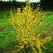 Forsythia intermedia 'Weekend': Bild 2/2