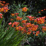 Crocosmia 'Lucifer' - Montbretie