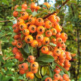 Pyracantha 'Teton' - Feuerdorn