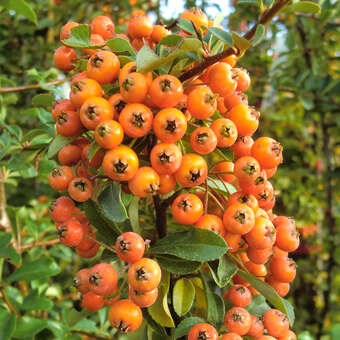 Pyracantha 'Teton'