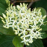 Cornus sanguinea - Bluthartriegel