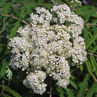 Sorbus 'Chinese Lace'