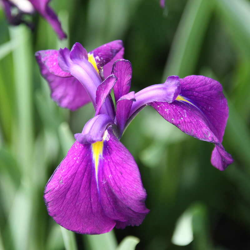Japanische Sumpfschwertlilie - Iris ensata 'Variegata' - violett