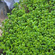 Thymus pulegioides: Bild 1/2