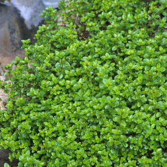 Thymus pulegioides