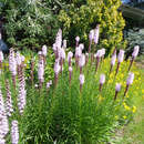 Liatris spicata 'Alba' - Prachtscharte