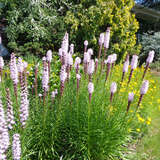 Liatris spicata 'Alba' - Prachtscharte