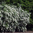 Spiraea vanhouttei - Pracht-Spierstrauch