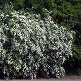Spiraea vanhouttei - Pracht-Spierstrauch