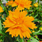 Coreopsis grandiflora 'Early Sunrise' - Mädchenauge