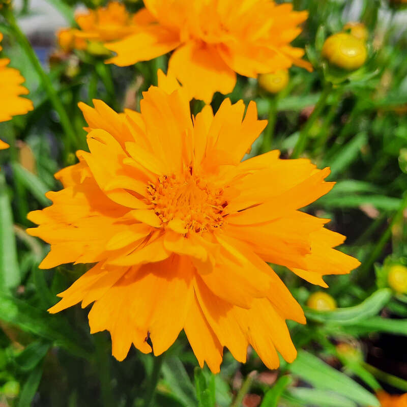 Coreopsis grandiflora früher Sonnenaufgang