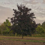 Fagus sylvatica 'Riversii' - Veredelte Blutbuche