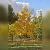 Ginkgo biloba - Ginkgo, Fächerblattbaum