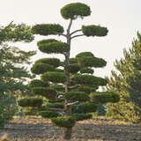 Juniperus virginiana 'Canaertii' - Virginischer Baumwacholder