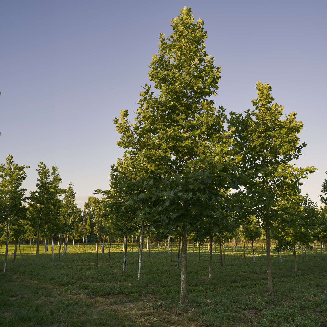 platane-platanus-hispanica-solit-rbaum-growing-art-collection-gr-n