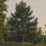 Pinus nigra austriaca - Schwarzföhre