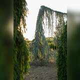 Cedrus libani 'Glauca Pendula' - Hänge-Atlaszeder