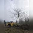 Gleditsia triacanthos 'Skyline': Bild 1/1